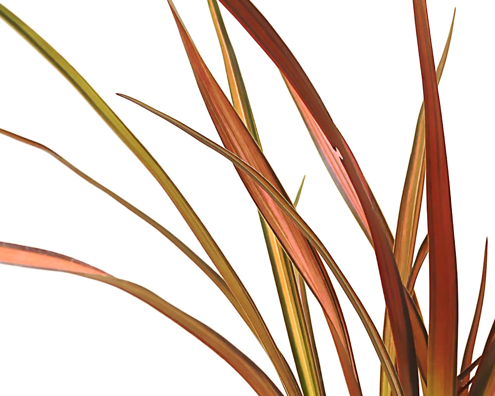 Phormium tenax - immagine 2