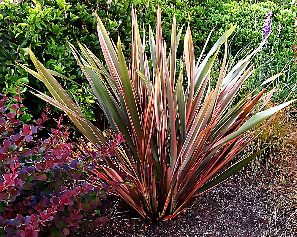 Phormium tenax - immagine 3