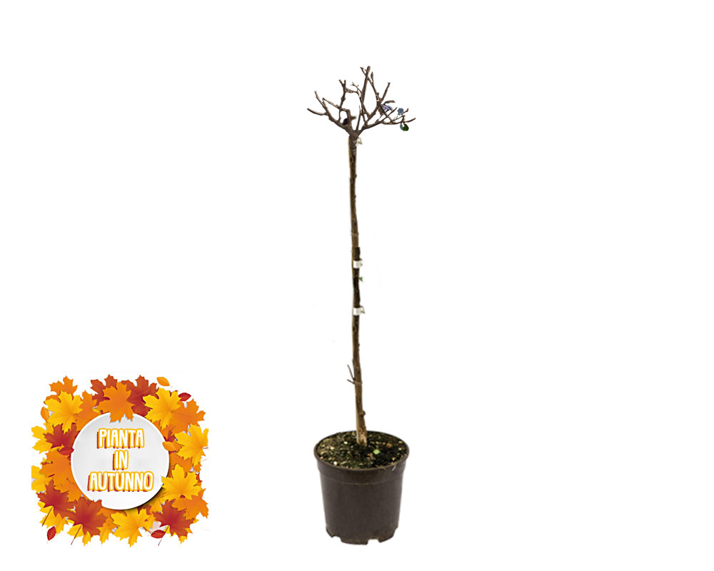 Rosa grandiflora alberello 120h mix - immagine 2