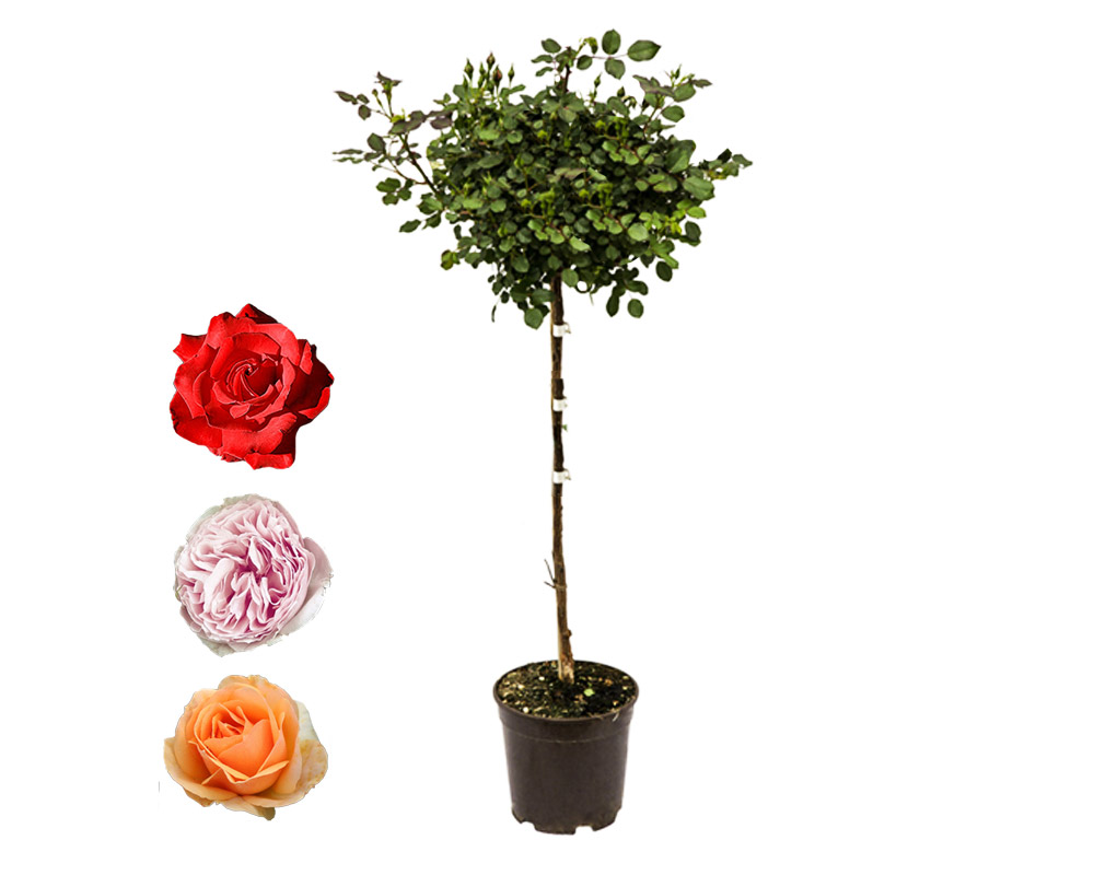 Rosa grandiflora alberello 120h mix