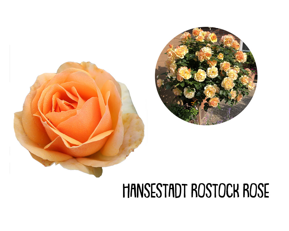 Rosa grandiflora alberello 120h mix - immagine 3