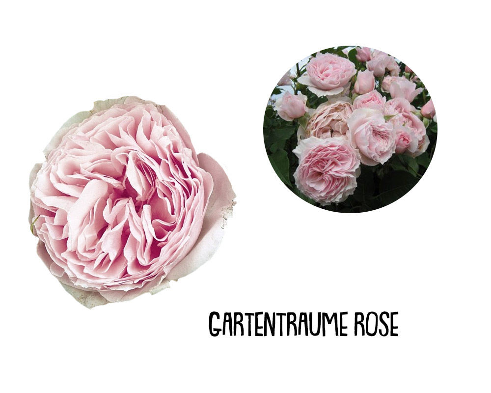 Rosa grandiflora alberello 120h mix - immagine 5