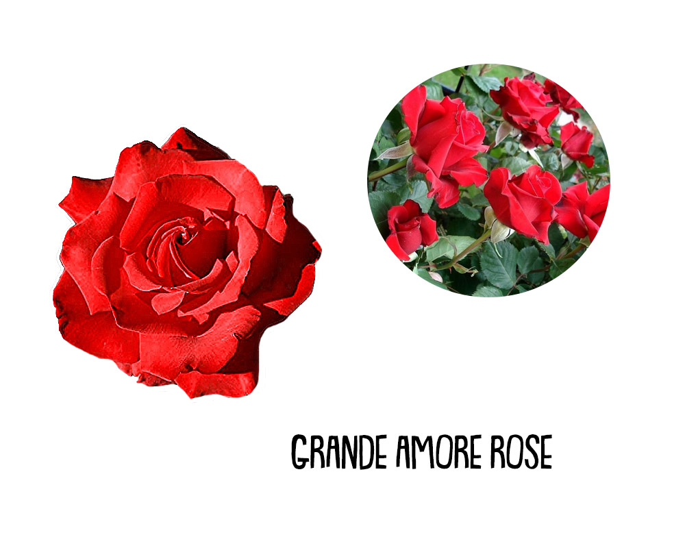 Rosa grandiflora alberello 120h mix - immagine 4