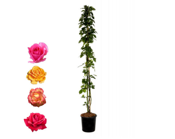 Rosa Grandiflora Rampicante 150h Mix