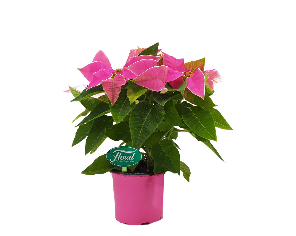 Stella di natale h20