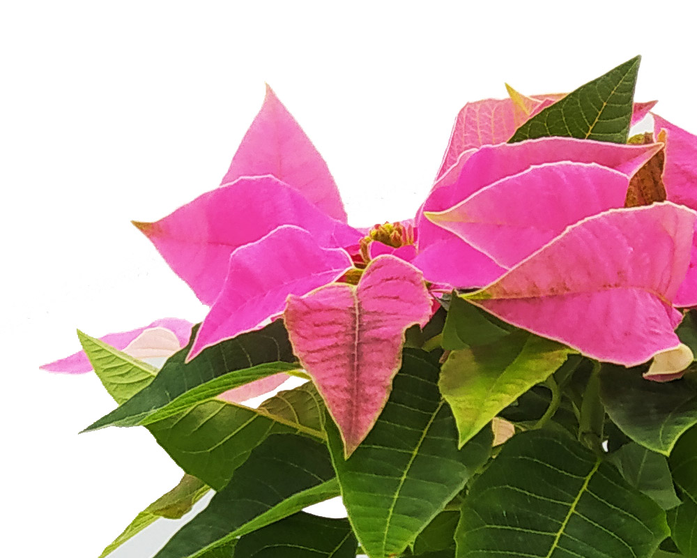 Stella di natale h20 - immagine 2