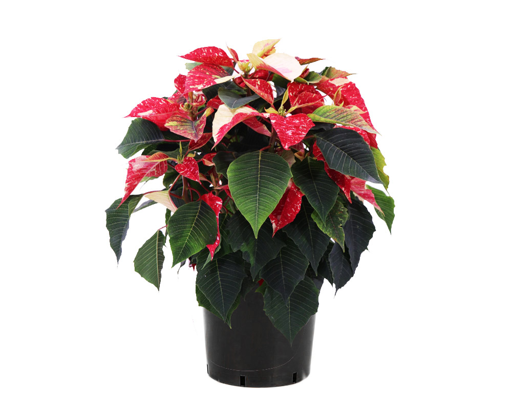 Stella di natale 55h