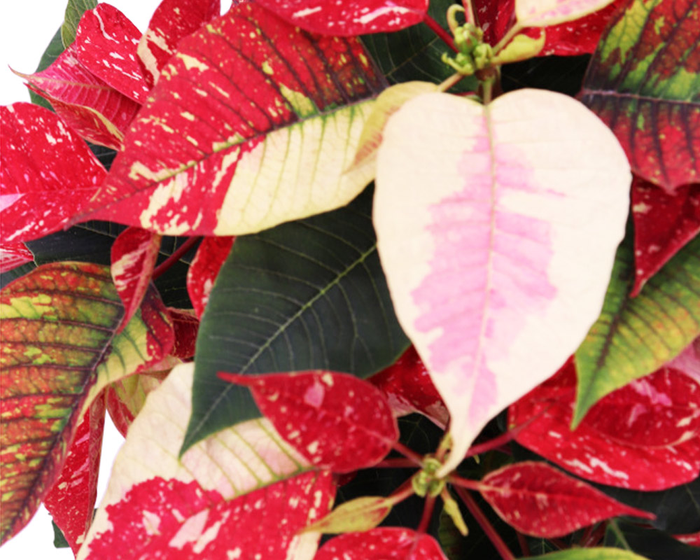 Stella di natale 55h - immagine 2