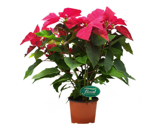 Stella di natale h60