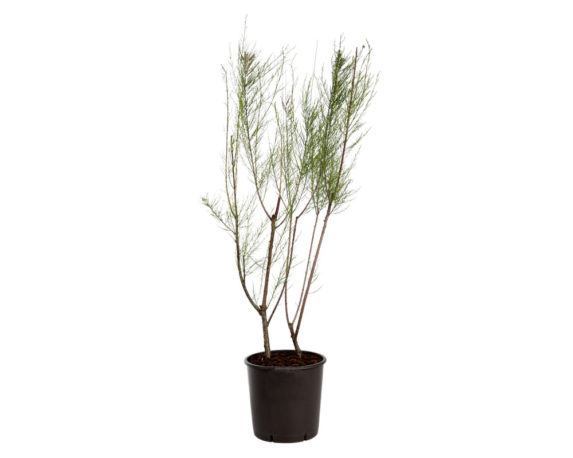 Tamarix africana h300