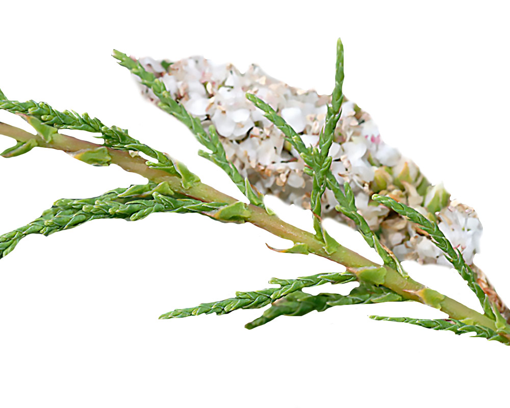 Tamarix africana h300 - immagine 3