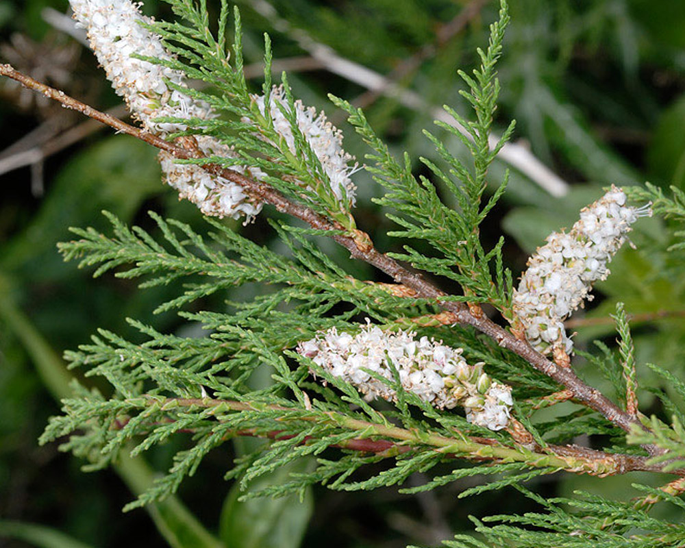 Tamarix africana h300 - immagine 2