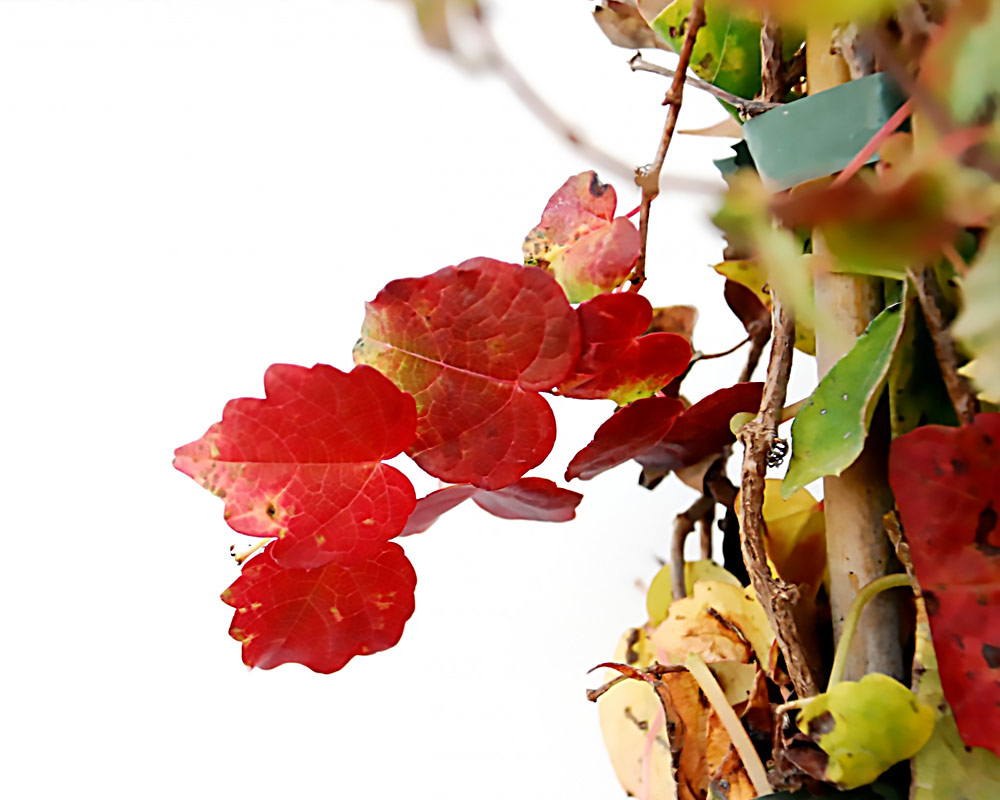 Vite americana h200/250 - immagine 2