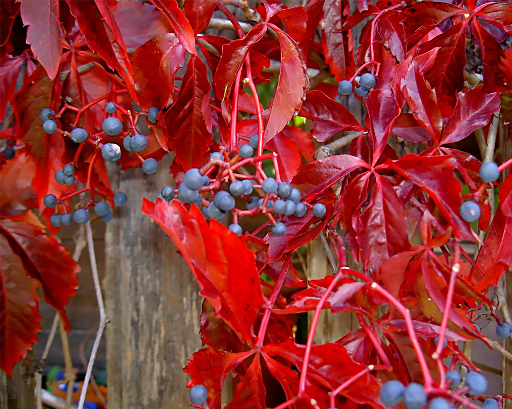 Vite americana h200/250 - immagine 3