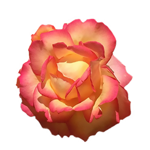 Rosa grandiflora rampicante 150h mix 9 arancione 1
