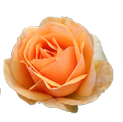 Rosa grandiflora alberello 120h mix 6 arancione