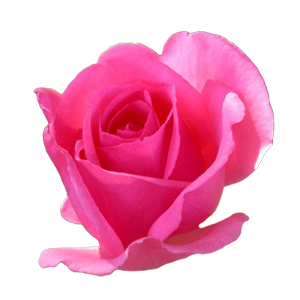 Rosa grandiflora rampicante 150h mix 7 rosa