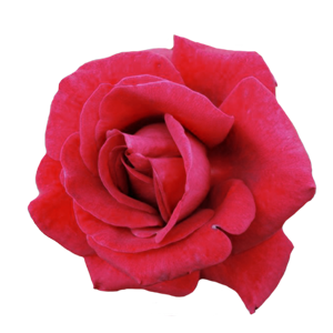 Rosa grandiflora rampicante 150h mix 6 rosso 1