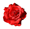Rosa grandiflora alberello 120h mix 15 rosso