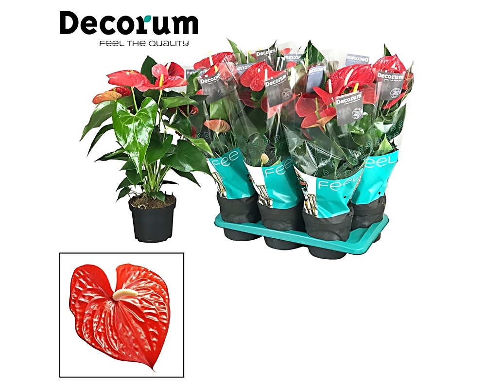 Anthurium michigan - immagine 3