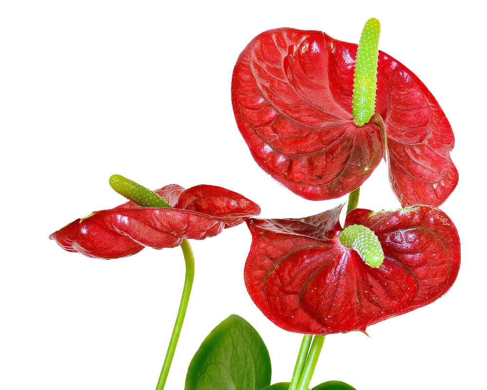 Anthurium michigan - immagine 2