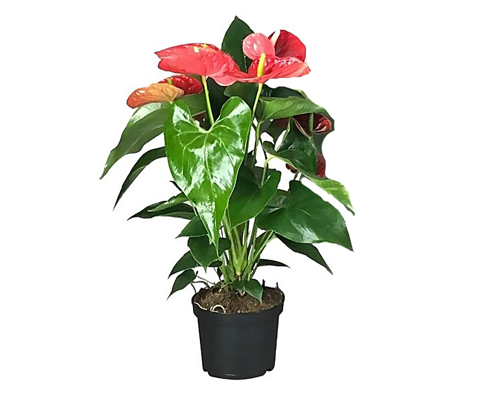 Anthurium michigan
