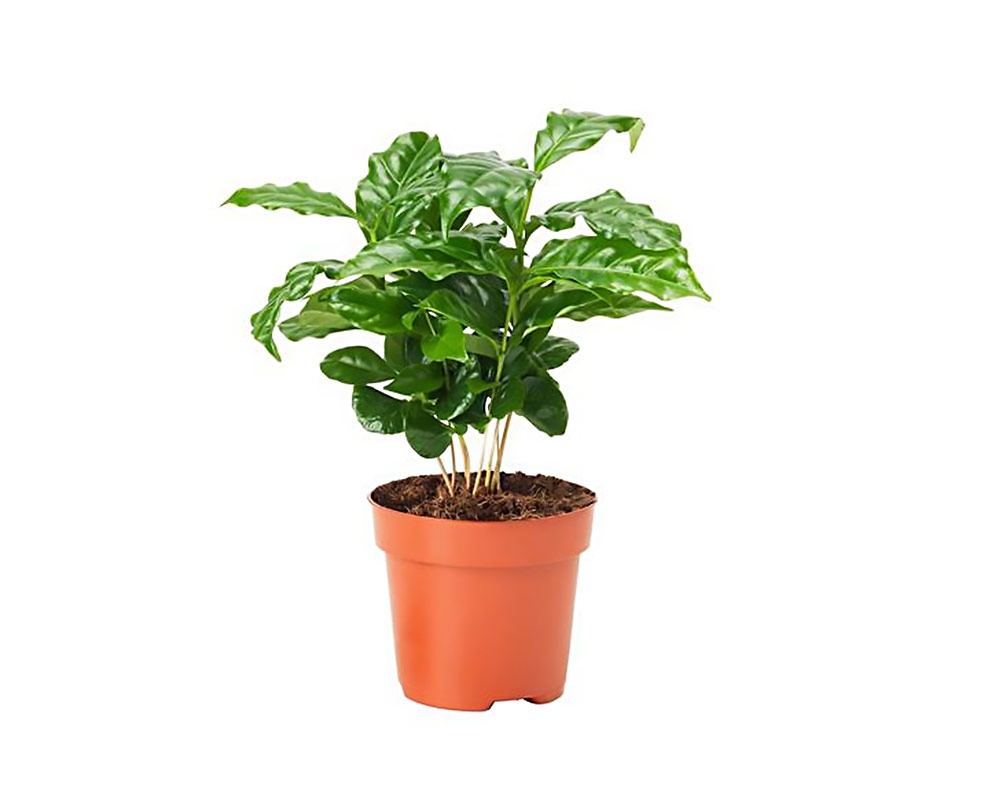 Coffea arabica decopot coffee-cup h18 - immagine 2