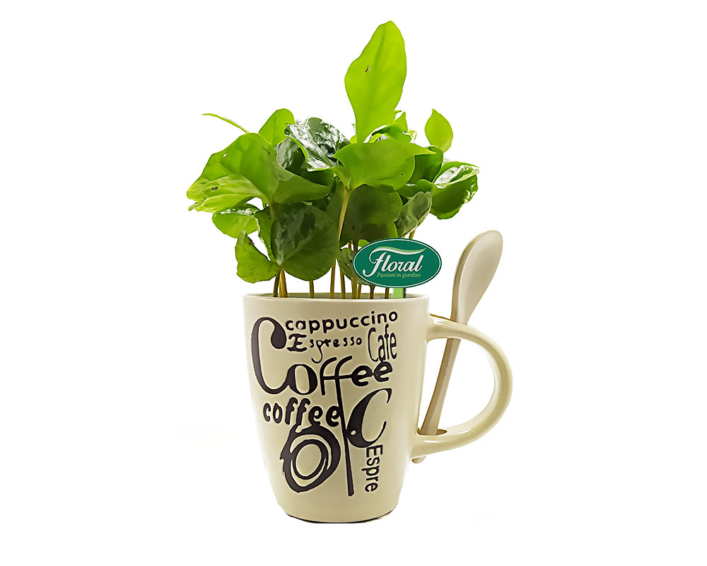 Coffea arabica decopot coffee-cup h18