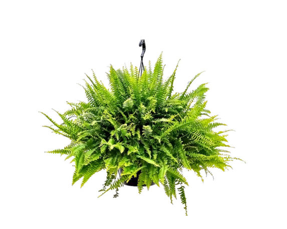 Felce Green Lady in basket