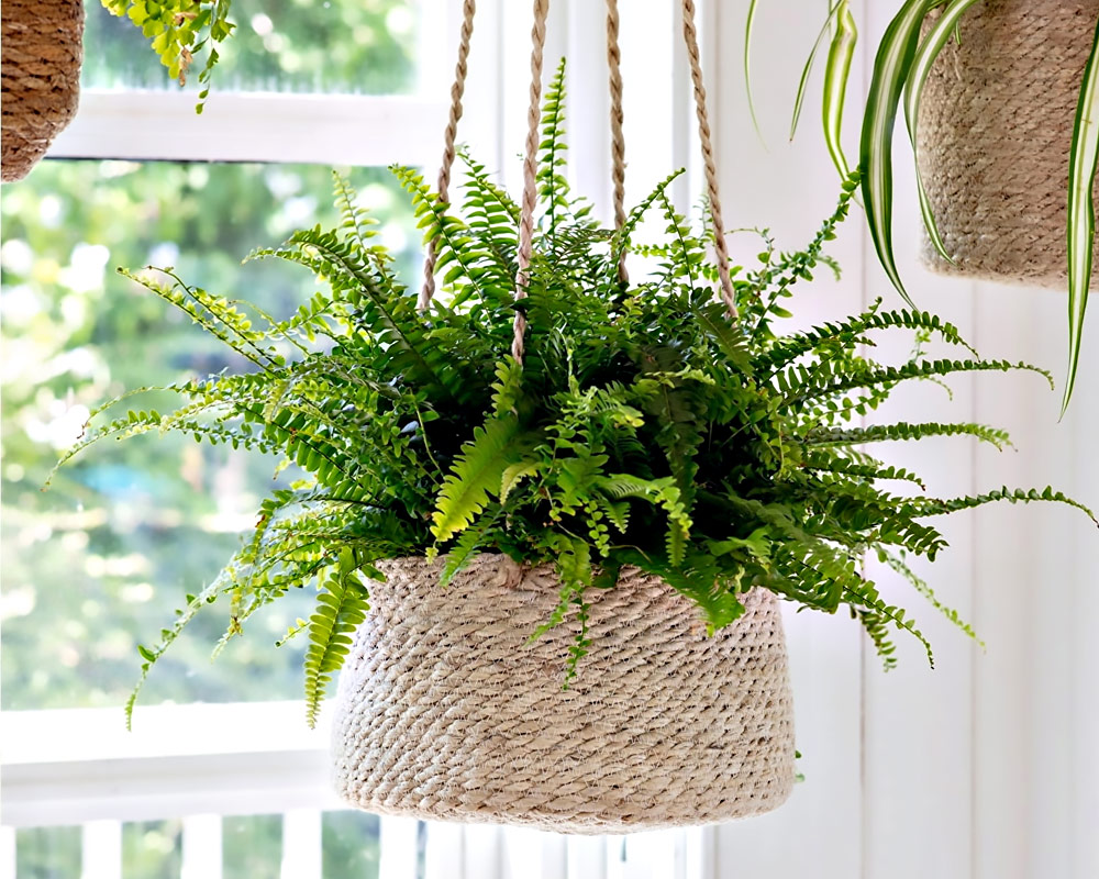 Felce Green Lady in basket - immagine 3