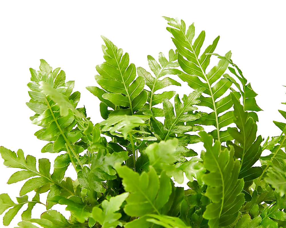 Felce Green Lady in basket - immagine 2