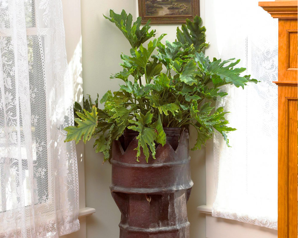 Philodendron Selloum - immagine 4