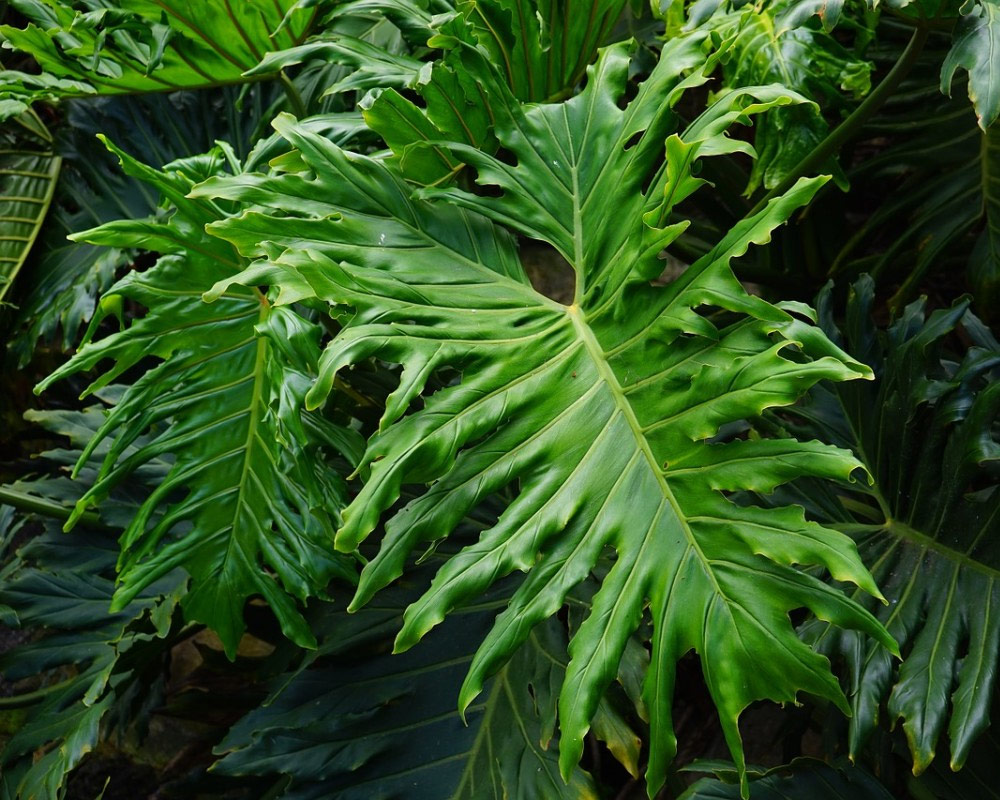 Philodendron Selloum - immagine 3