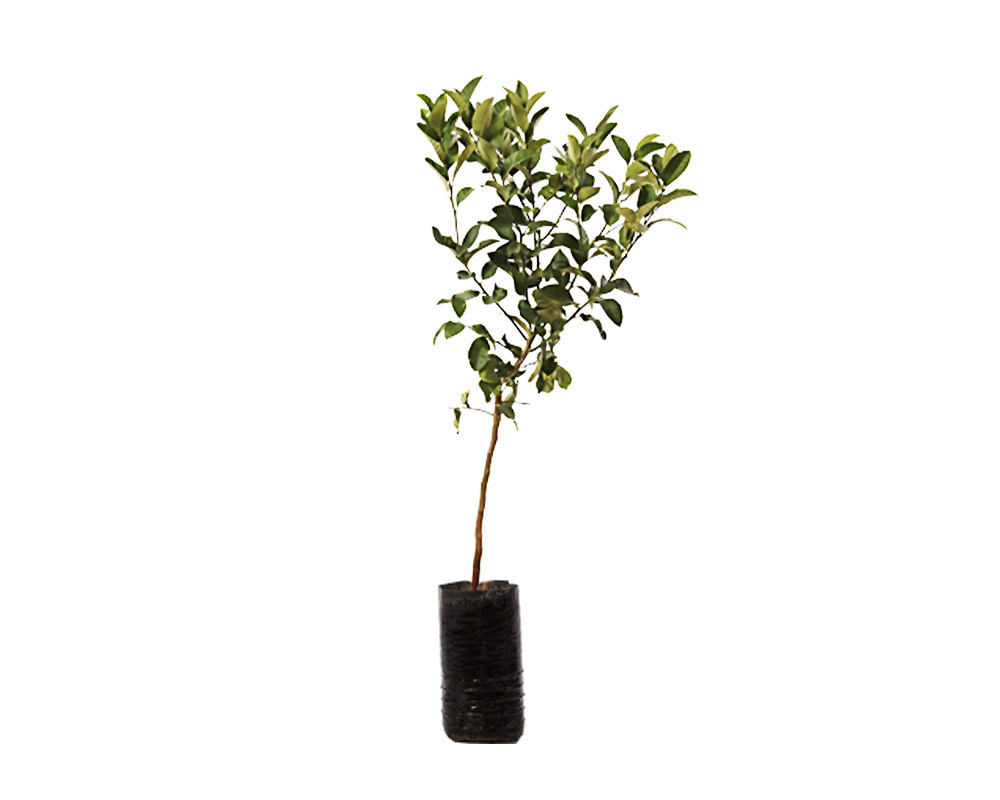 Limone Fingerlime caviale microcitrus australasica