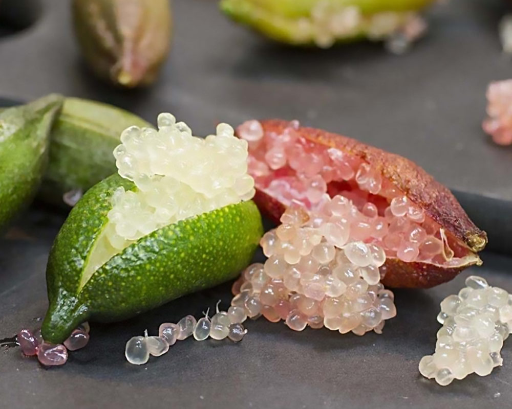 Limone Fingerlime caviale microcitrus australasica - immagine 2