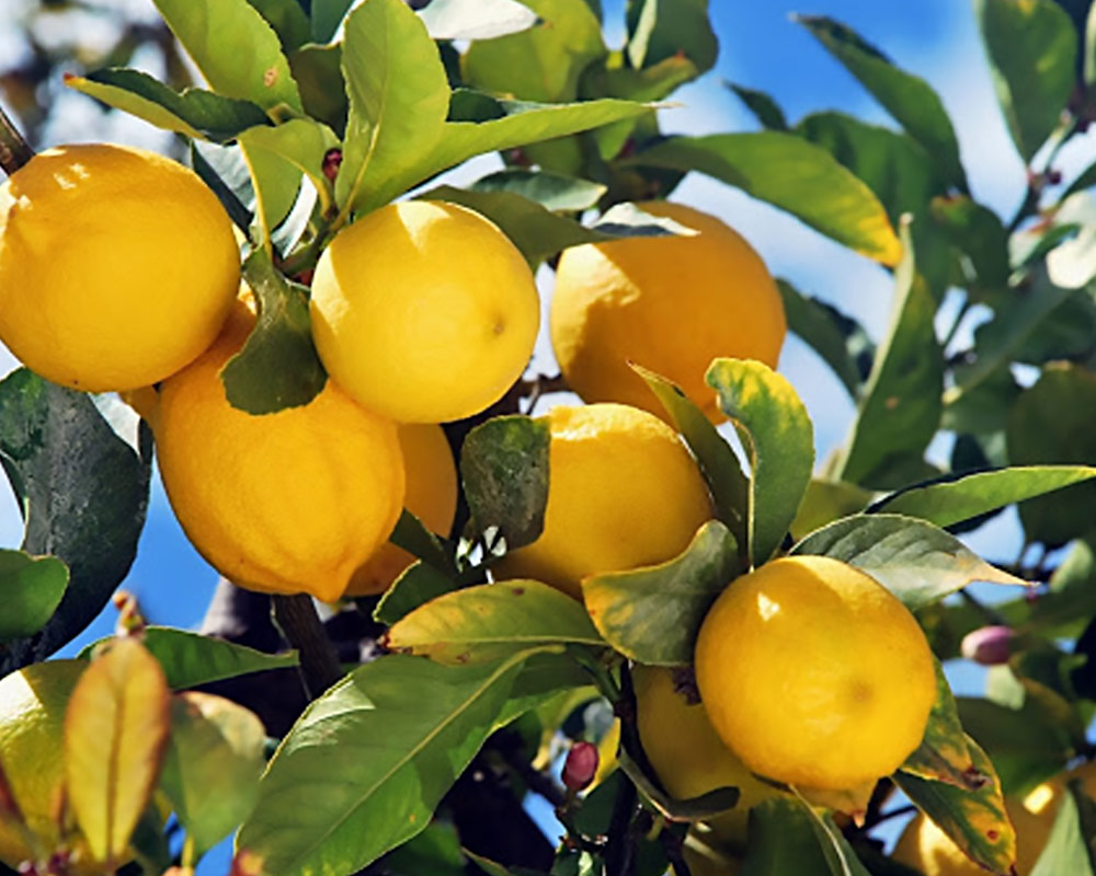 Limoncello - immagine 2