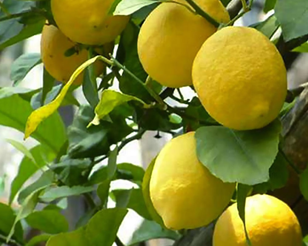 Limone siracusano - immagine 2