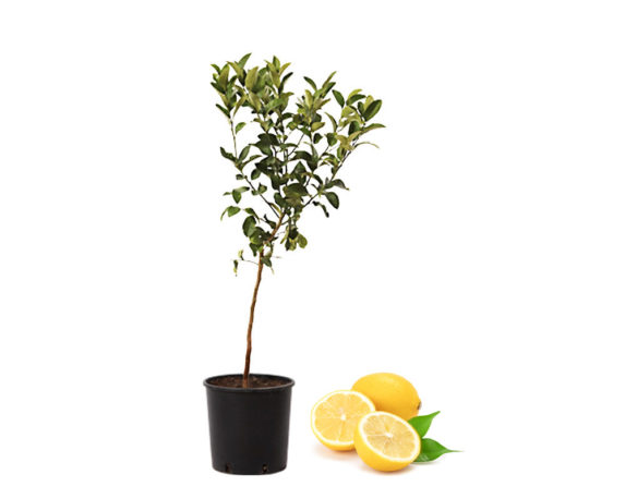 Limone femminello zagara bianca