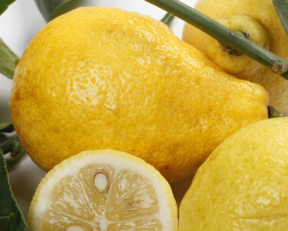 Limone peretto - immagine 2