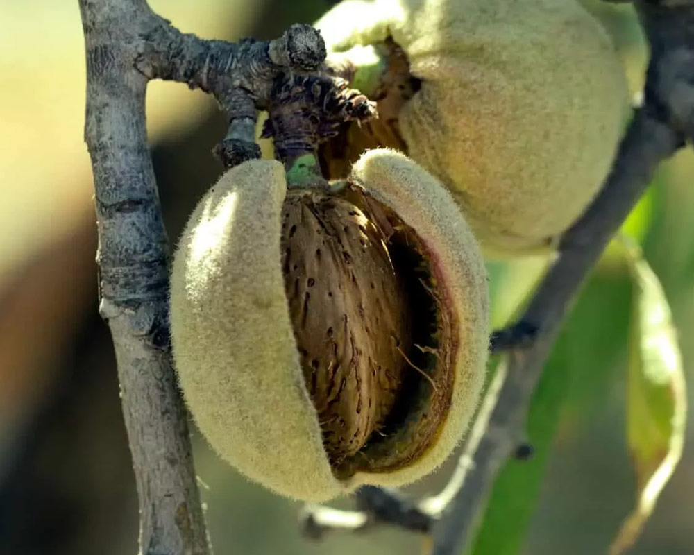 Mandorlo tuono - immagine 2