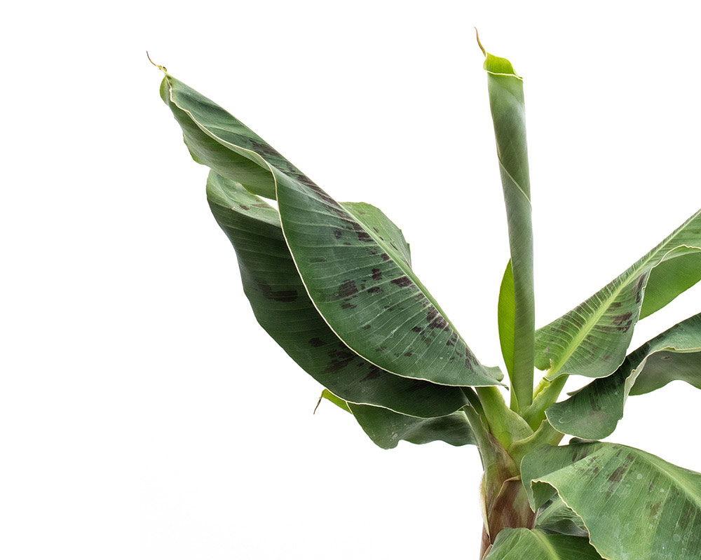 Musa Dwarf Cavendish h90 - immagine 2