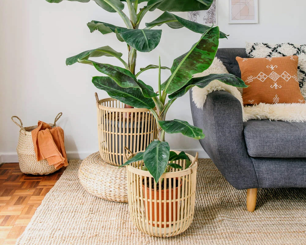 Musa Dwarf Cavendish h90 - immagine 3