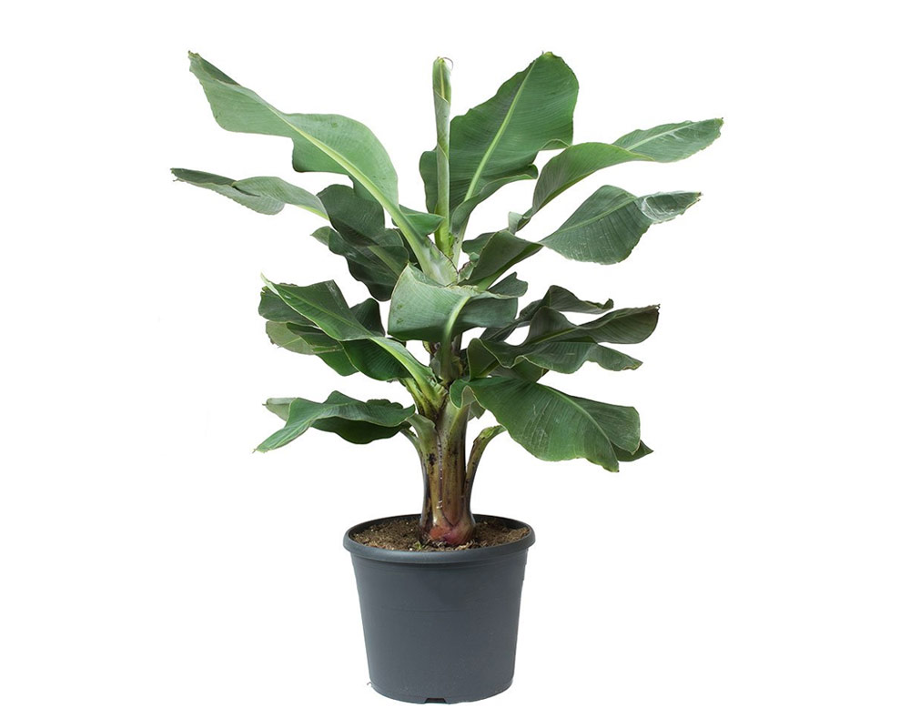 Musa Dwarf Cavendish h90