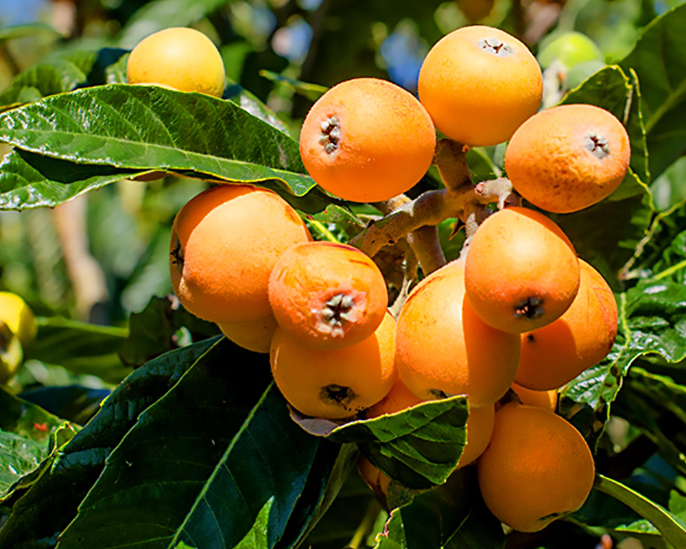 Nespolo invernale germanica - immagine 2