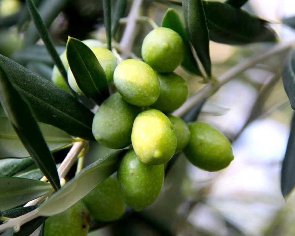 Olivo ascolana - immagine 2