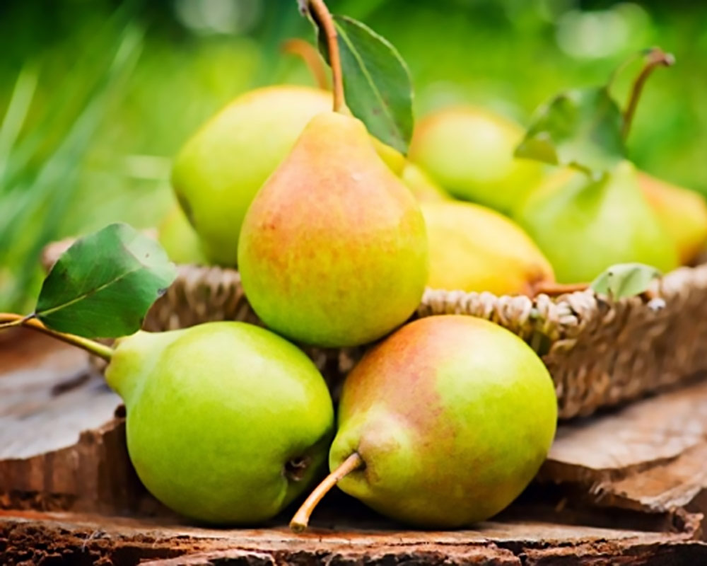 Pero pirazzolo - immagine 2