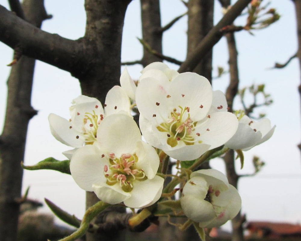 Pero pirazzolo - immagine 3