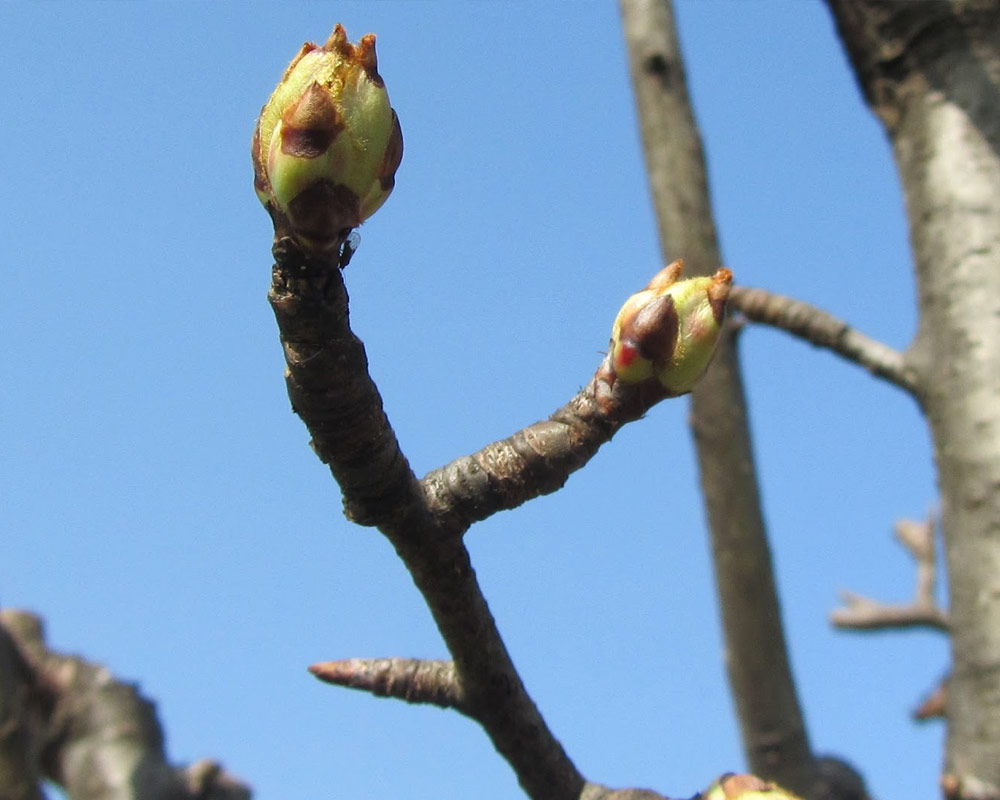 Pero pirazzolo - immagine 4