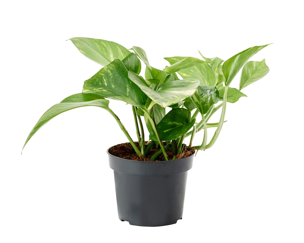 Photos epipremnum aureum