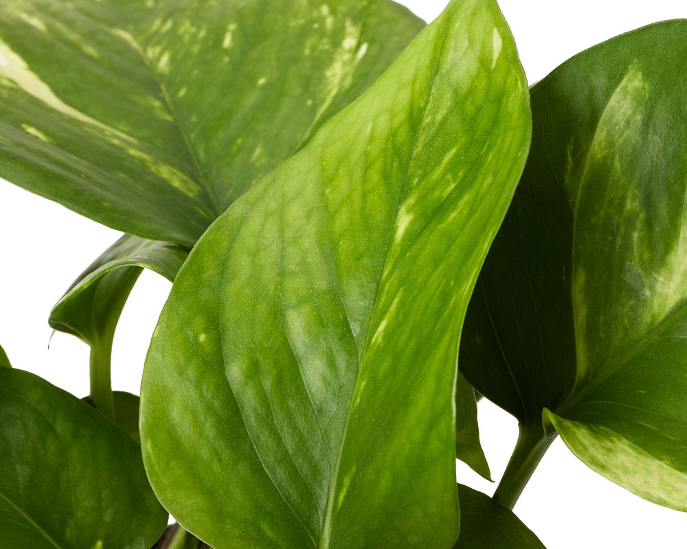 Photos epipremnum aureum - immagine 2